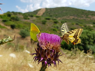 Farfalla Macaone sul fiore del cardo selvatico