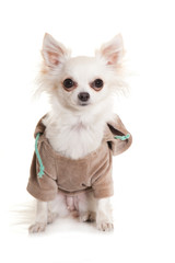 Chihuahua im Sweatshirt isoliert auf weißem Hintergrund