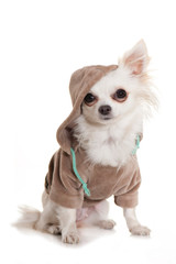 Chihuahua im Kapuzenshirt isoliert auf weißem Grund