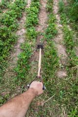 A man's hand holds a tool for weeding beds