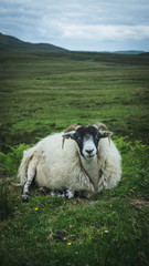 Schaf Schottland