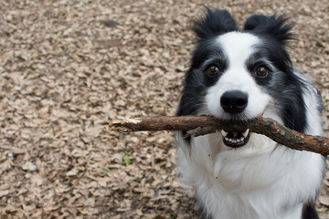 CLOSE UP PORTRAIT OF CUTE BORDER COLLIE CARRYNG ATICK IN ITS MOUTH IN FOREST