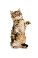Getigertes Kätzchen macht Männchen isoliert auf weißem Hintergrund