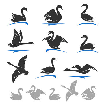 Swan set. Vector