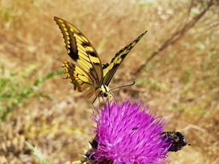 Farfalla Macaone sul fiore del cardo selvatico