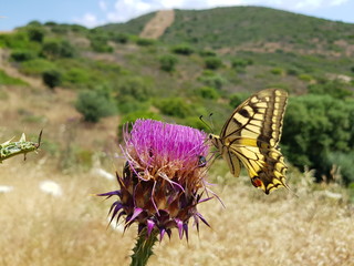 Farfalla Macaone sul fiore del cardo selvatico