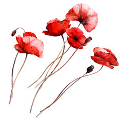 Set with isolated watercolor red poppies.