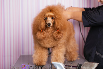 Dog grooming process. Red dwarf poodle sits on the table while being brushed and styled by a professional groomer.