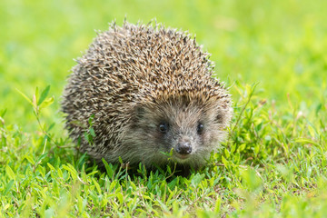 hedgehog on the grass