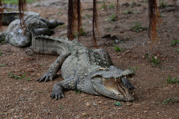 crocodile