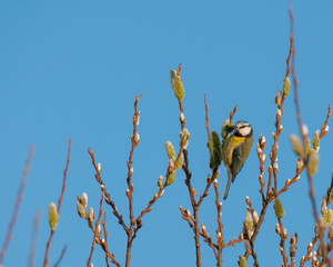 Blue Tit (cyanistes caeruleus) perched on willow tree in spring sunshine