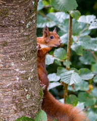 Red Squirrel (sciurus vulgaris) looking out from behind tree