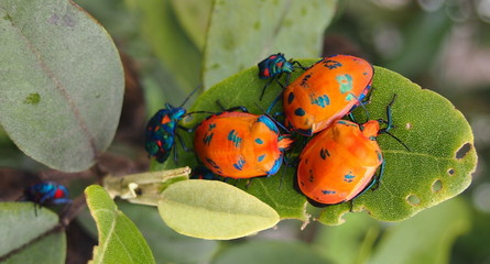 Hibiscus Harlequin Bug, Tectocoris diophthalmus