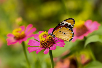 Fototapeta na wymiar Monarch Butterfly. A monarch butterfly feeding on pink flowers in a Summer garden.