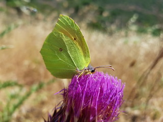 Farfalla sul fiore del cardo selvatico