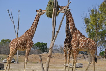 Giraffes eating
