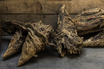 bosque com pinheiros