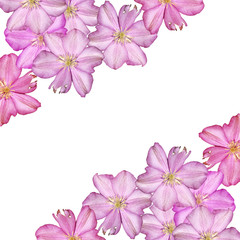 Fototapeta na wymiar Beautiful floral background of Lilac Clematis