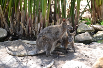 Kangaroo mother and child