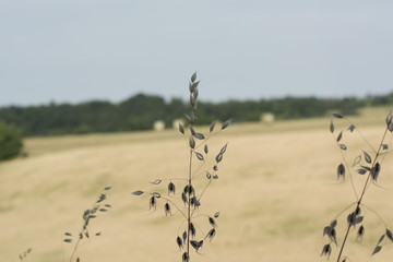 Obraz premium Grano