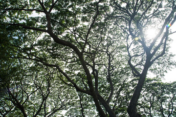 Under big green tree  with branch magnify