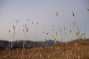 Golden Grass 1