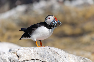 Atlantic puffin (fratercula arctica) feeding on lesser sand eels (ammodytes tobianis) on Farne Island