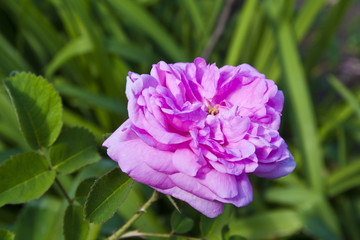 Obraz premium rose on a green flowerbed