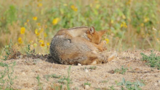 Jackal lies on the edge of a blooming field and gnaws fleas of fur