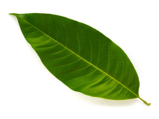 Fototapeta premium Green leaves on a white background