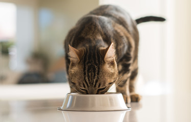 Beau chat félin mangeant sur un bol en métal. Animal domestique mignon.