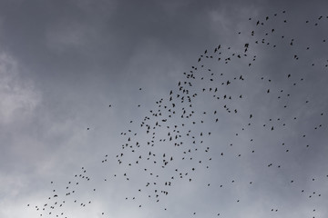 flock of birds in the air 