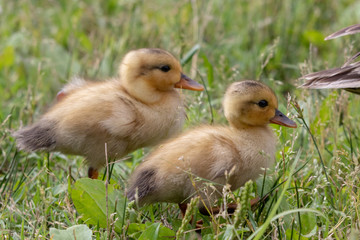 The baby birds of Grey duck in the Toneri park in Tokyo, Japan / Toneri park is a public park in Tokyo