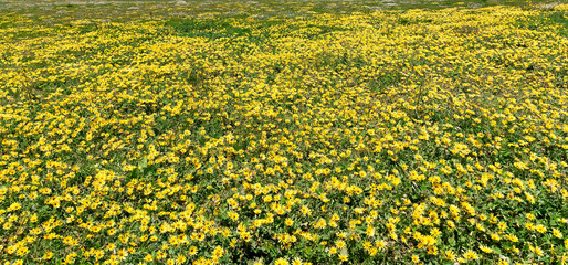 Obraz premium field of flowers
