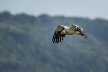 Egyptian Vulture - Neophron percnopterus, endangered white yellow headed vulture from Southern Europe, Asia and Africa.