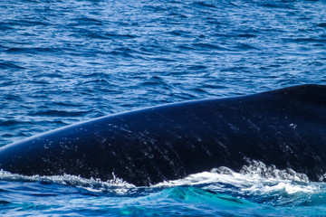 The back of a Humpback whale. Dominican Republic.