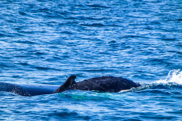 Fototapeta premium Dorsal fin on the Humpback whale. Dominican Republic.
