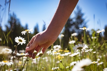 Girl touching flower in field on a sunny day