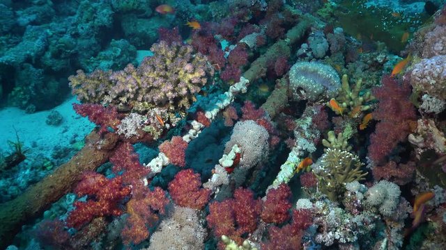 Cousteau's shark cage wreck - Shaab Rumi, Red Sea, Sudan