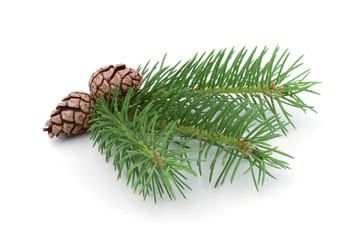 Fir tree branch and cones isolated