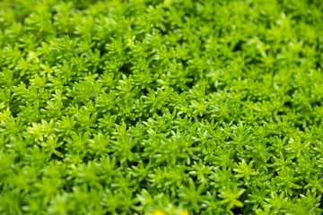 一面に茂ったマンネングサ