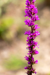 purple flowers on a background