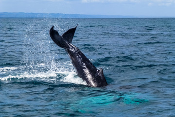 Caudal / tail fin on the Humpback whale making a big splash. Dominican Republic.
