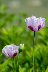 beautiful Poppy flower in summer time
