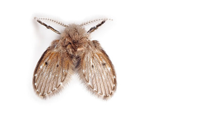Macro Photo of Moth Fly Isolated on White Background with Space for Text
