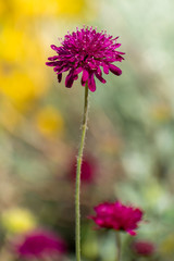 Fototapeta premium flower in the field
