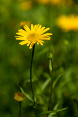 yellow flower in the field