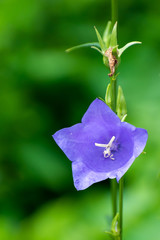 blue flower in the garden