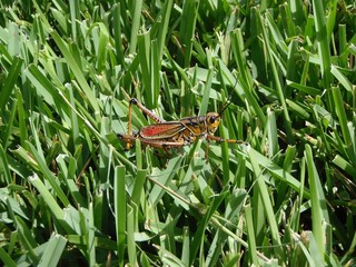 Grasshopper