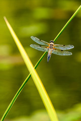 dragonfly on green leaf